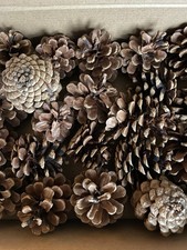 Natural Pine Cones Large 6-7cm