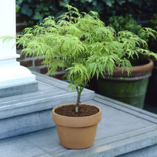 Japanese Acer Dissectum