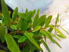 Ficus Punctata Panama.  vining or carpeting terrarium vivarium plant ? rare