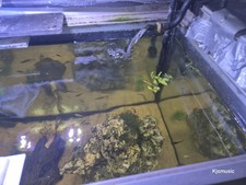 MASSIVE 850L Fish Tank with Cabinet & High-End Equipment