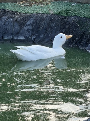 Call ducks hatching - ducks,