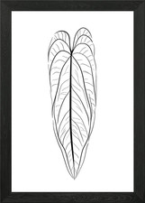 Anthurium Warocqueanum B