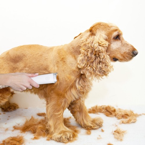 Dog grooming kit - dog,