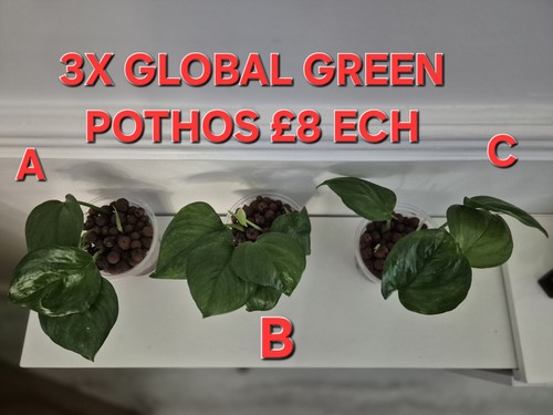 Global green pothos - global,