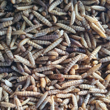 Dried Black Soldier Fly Larva