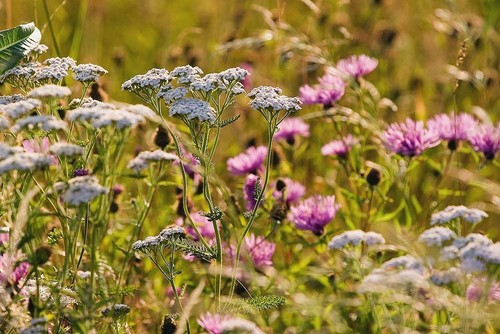 Wild flower meadow tussock - -,