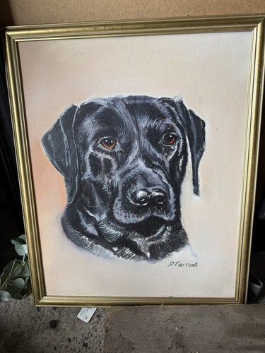 Dog portrait alsatian german - dog,