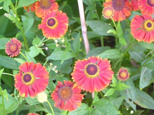 Helenium red jewel - helenium, jewel'