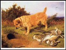 NORFOLK TERRIER RABBIT HUNTING