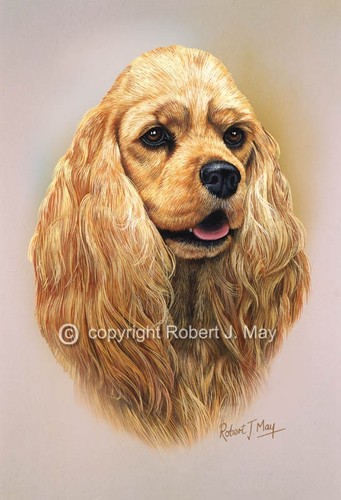 American cocker spaniel print - american,