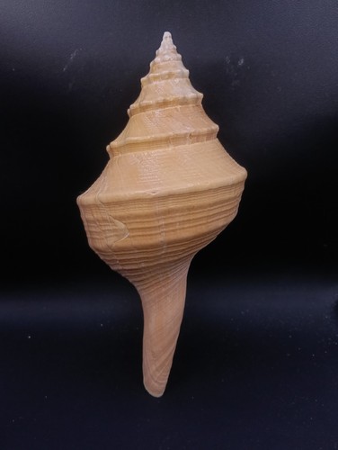 Syrinx aruanus 230mm seashell