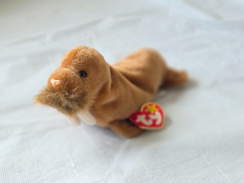 Beanie baby paul walrus - beanie,