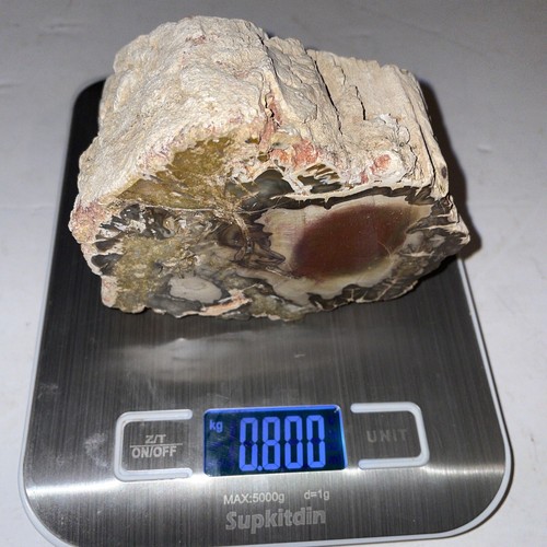 225 million year old polished - million,