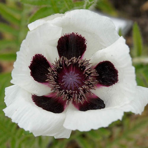 Oriental poppy checkers - ,