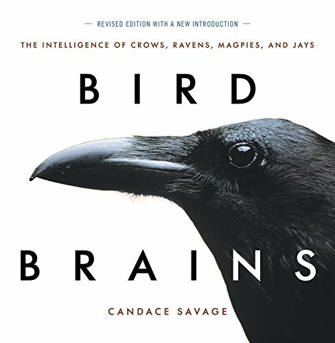Bird brains the - bird, brains: