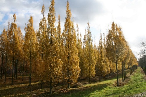 Carpinus frans fontaine - carpinus, 'frans