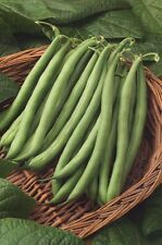 CLIMBING FRENCH BEAN  BLUE LAKE  150 SEEDS