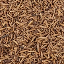 Calci Worms Wild Bird Food - High Calcium Garden Birds Food