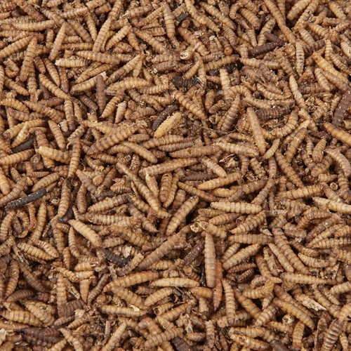 Calci worms wild - wild, food