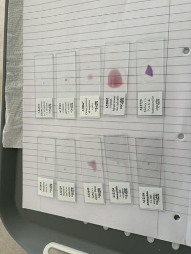 Microscope slides mounted - microscope,