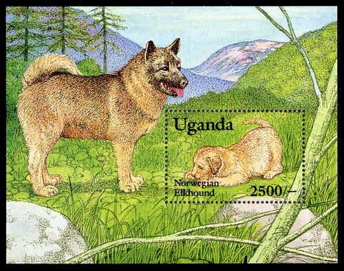 Elkhound norwegian dog - elkhound,
