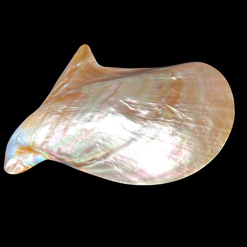 Polished pearl brown lip - pearl,