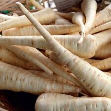 Parsnip Seeds Hardy Annual