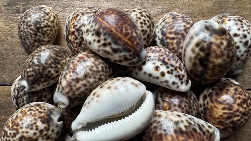 Leopard tiger cowrie - tiger,