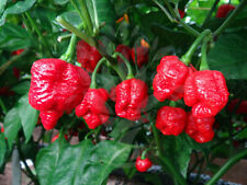 Trinidad Scorpion Moruga Super Hot Chilli - Viable Seeds - UK Stock