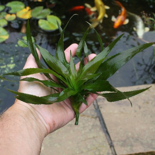 Water soldier inches - water, 9-12