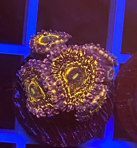Stratosphere zoa cut - stratosphere, to