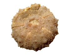 Cretaceous echinoid sea urchin fossil Goniopygus menardi Morocco #4