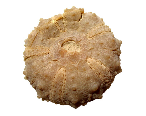 Cretaceous echinoid sea urchin