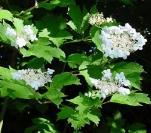 Guelder rose shade loving - -, a