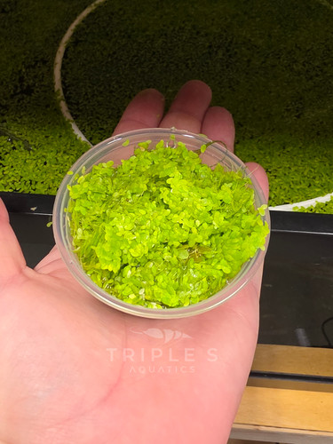 1000 live duckweed floating - live,