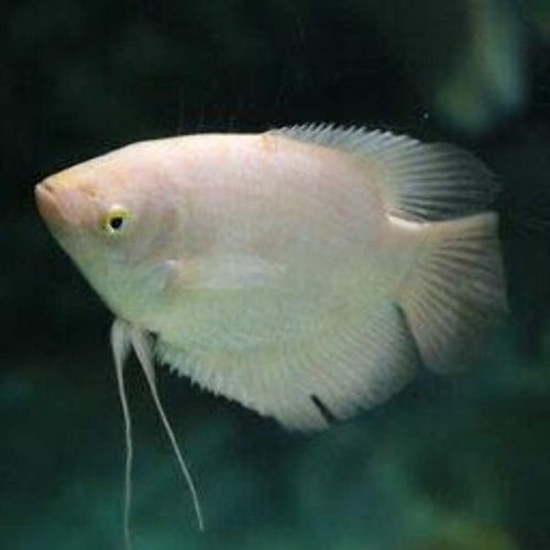 Gold giant gourami - giant, inch