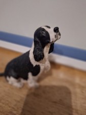 Beautiful Springer Spaniel Dog