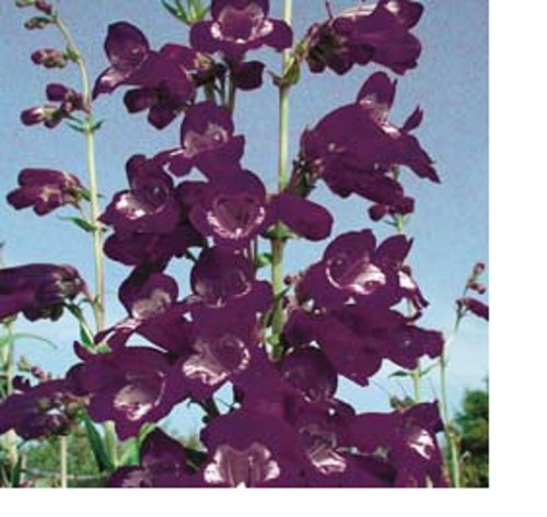 Penstemon pensham - ,