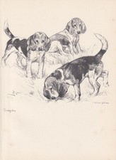 1938 BEAGLE DOG Print -