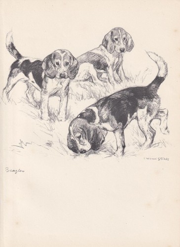 1938 beagle dog print - 1938,