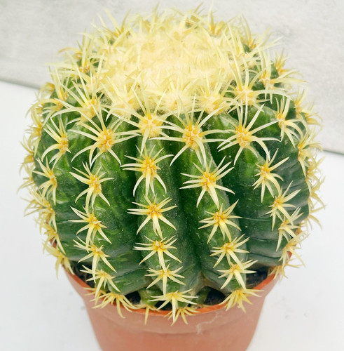 Echinocactus grusonii - echinocactus,