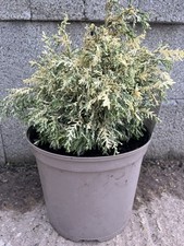 Lawson Cypress 'Pearly Swirls'