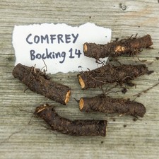 Comfrey Bocking 14 X5 5CM Root Cuttings. High Quality Naturally Grown.