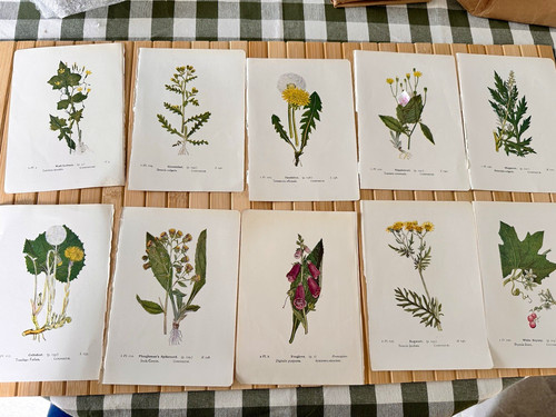 Botanical floral illustration - floral,