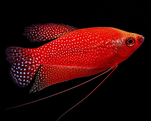 Starfire red pearl gourami - red,