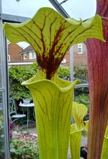 Sarracenia nicely - sarracenia, “nicely