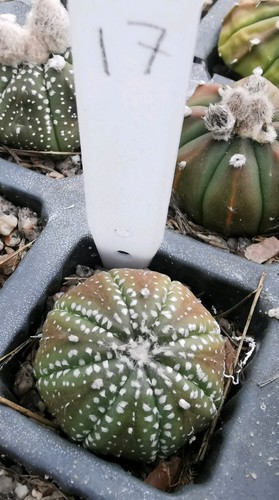 Astrophytum asterias super - asterias,,