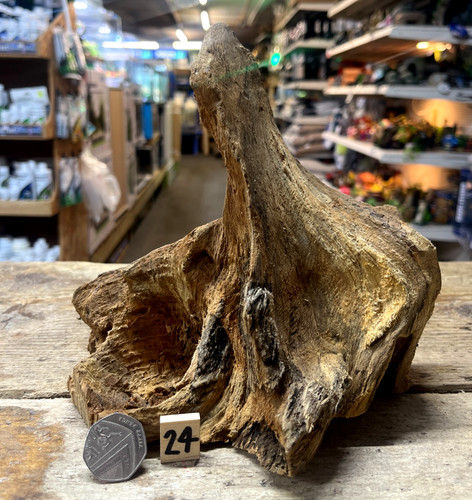 Derwen oak bogwood 44cm - derwen, 21-44cm
