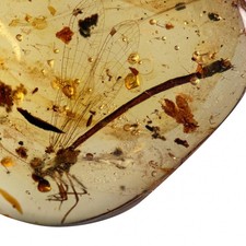 DAMSELFLY in Burmese Burmite Amber 99 Million Year Old Fossil