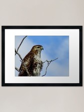 Red-Tailed Hawk Framed Art